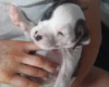 Alapaha Blue Blood Bulldog