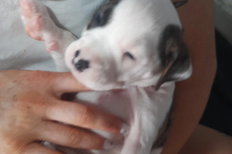 Alapaha Blue Blood Bulldog