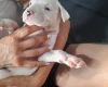 Alapaha Blue Blood Bulldog