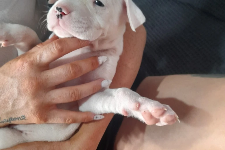 Alapaha Blue Blood Bulldog