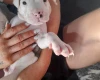 Alapaha Blue Blood Bulldog