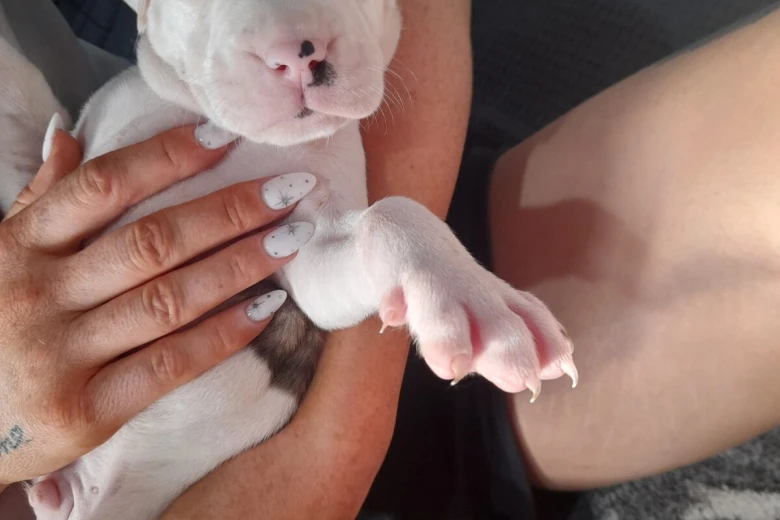 Alapaha Blue Blood Bulldog