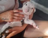 Alapaha Blue Blood Bulldog