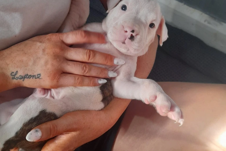 Alapaha Blue Blood Bulldog
