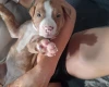 Alapaha Blue Blood Bulldog