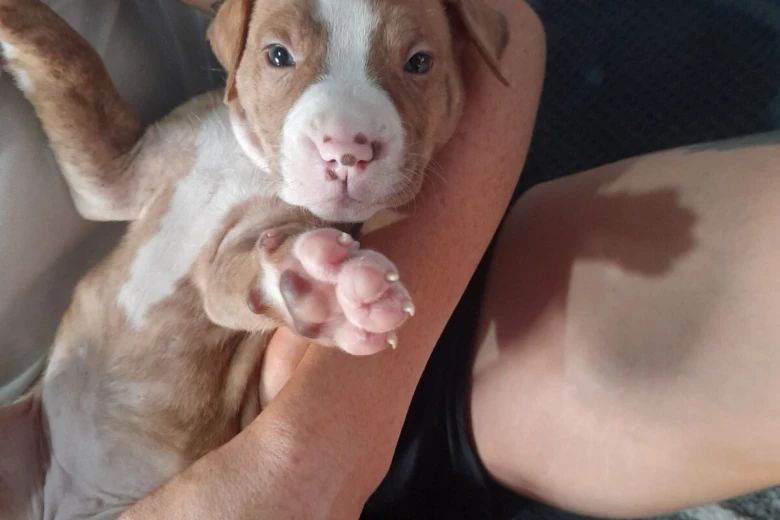 Alapaha Blue Blood Bulldog