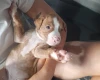 Alapaha Blue Blood Bulldog