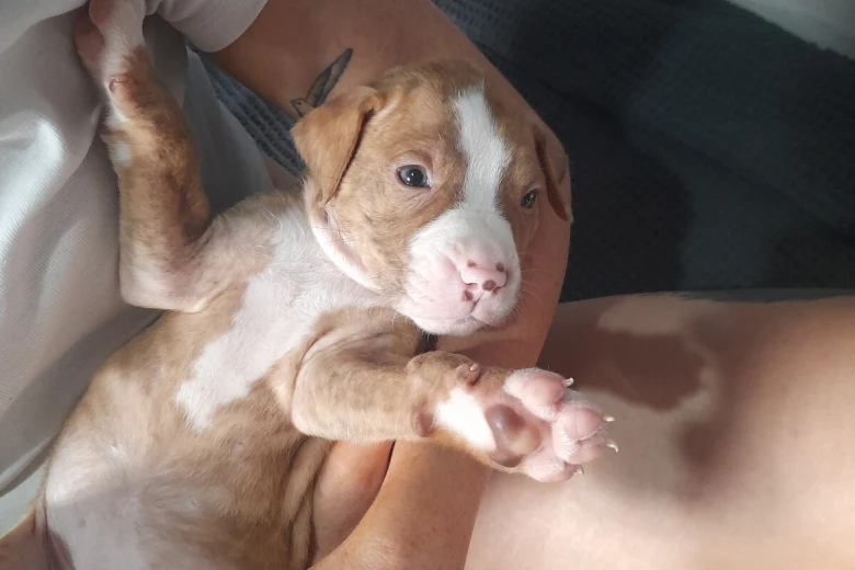 Alapaha Blue Blood Bulldog