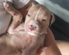 Alapaha Blue Blood Bulldog