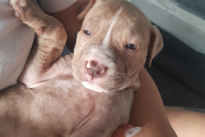 Alapaha Blue Blood Bulldog