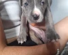 Alapaha Blue Blood Bulldog