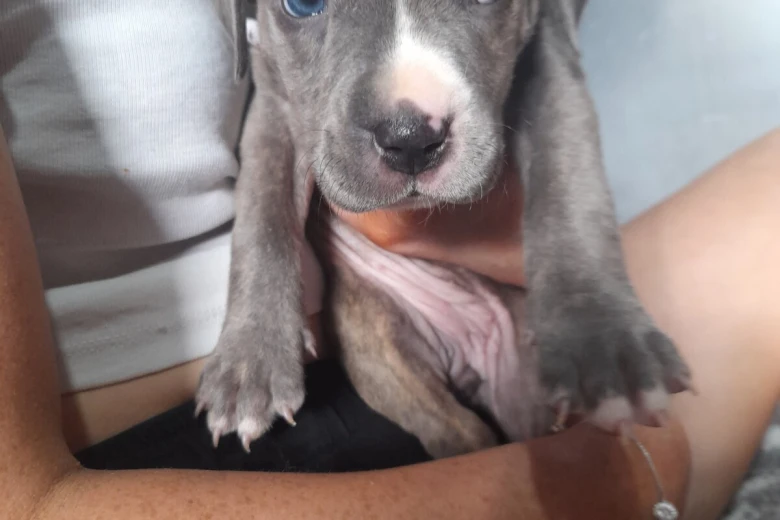 Alapaha Blue Blood Bulldog