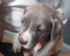 Alapaha Blue Blood Bulldog