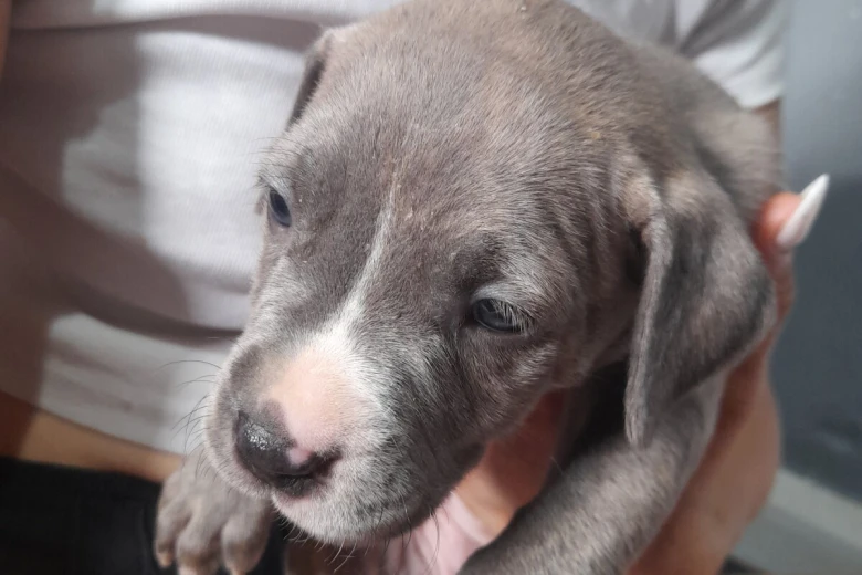 Alapaha Blue Blood Bulldog