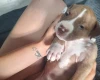 Alapaha Blue Blood Bulldog