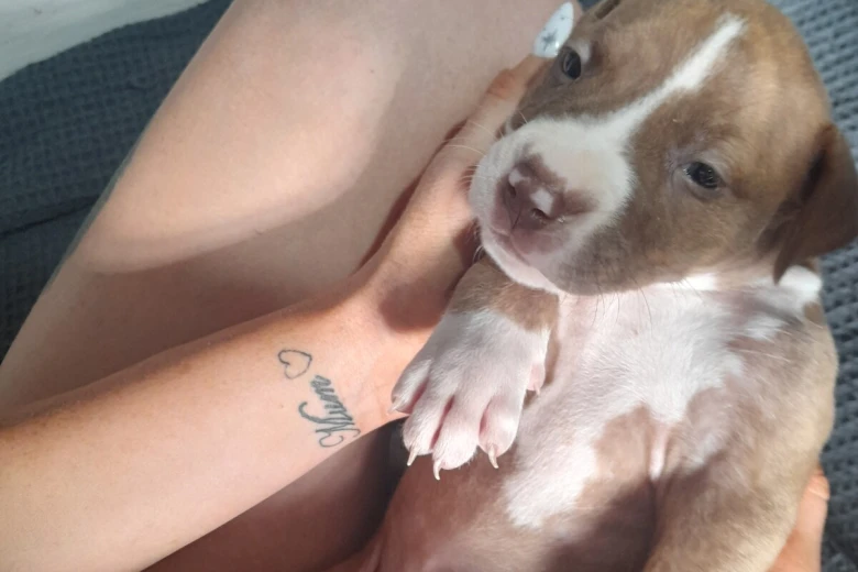 Alapaha Blue Blood Bulldog