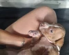 Alapaha Blue Blood Bulldog