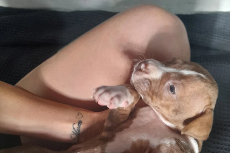 Alapaha Blue Blood Bulldog