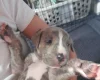 Alapaha Blue Blood Bulldog