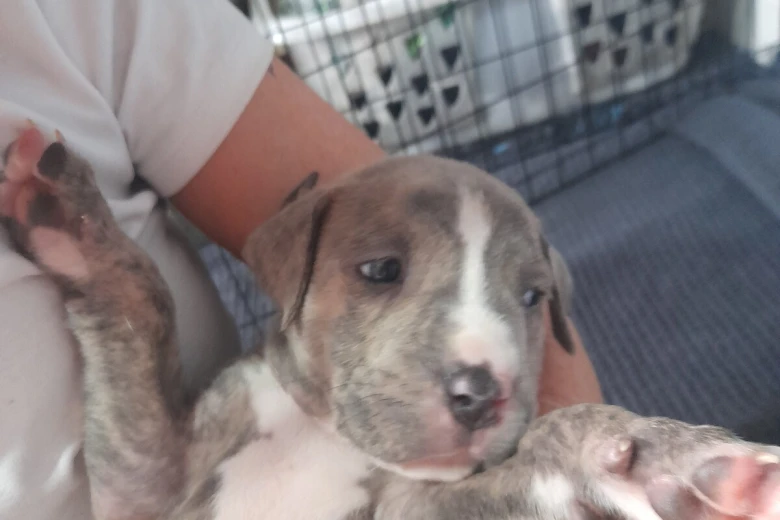 Alapaha Blue Blood Bulldog