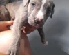 Alapaha Blue Blood Bulldog