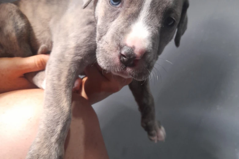 Alapaha Blue Blood Bulldog