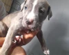 Alapaha Blue Blood Bulldog