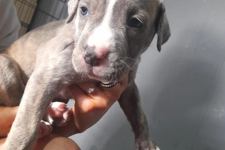 Alapaha Blue Blood Bulldog