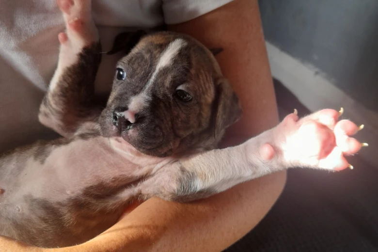 Alapaha Blue Blood Bulldog