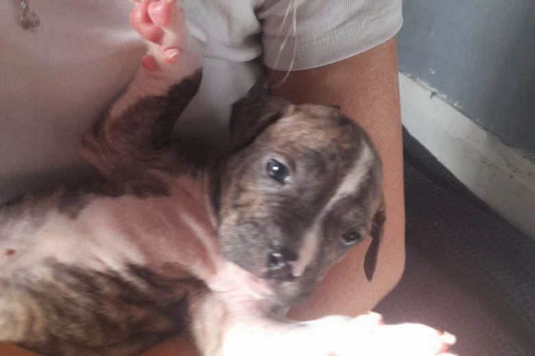 Alapaha Blue Blood Bulldog