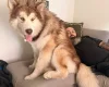 Alaskan Malamute
