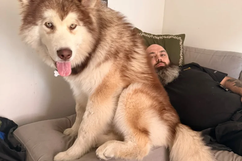 Alaskan Malamute