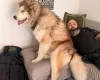 Alaskan Malamute
