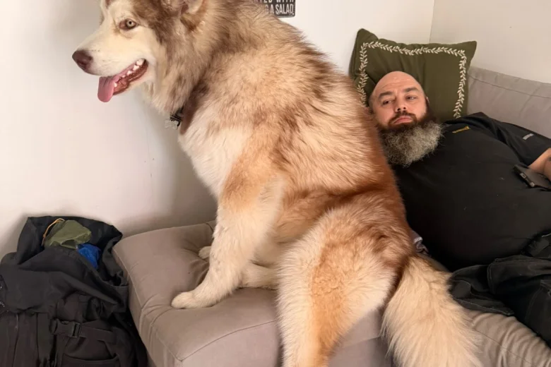 Alaskan Malamute