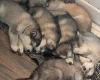 Alaskan Malamute