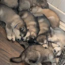 Alaskan Malamute
