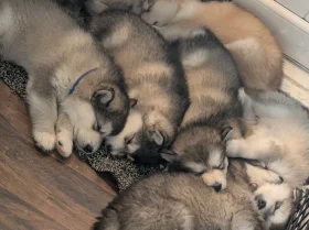 Alaskan Malamute