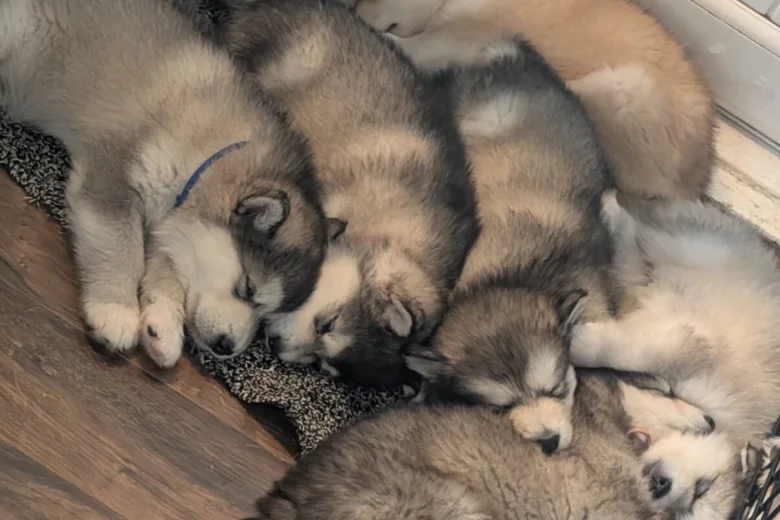 Alaskan Malamute