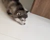 Alaskan Malamute