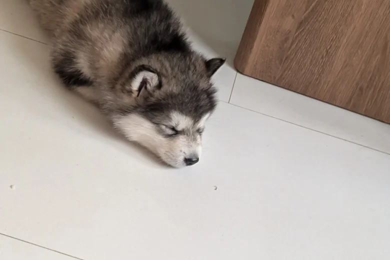 Alaskan Malamute