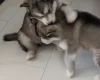 Alaskan Malamute