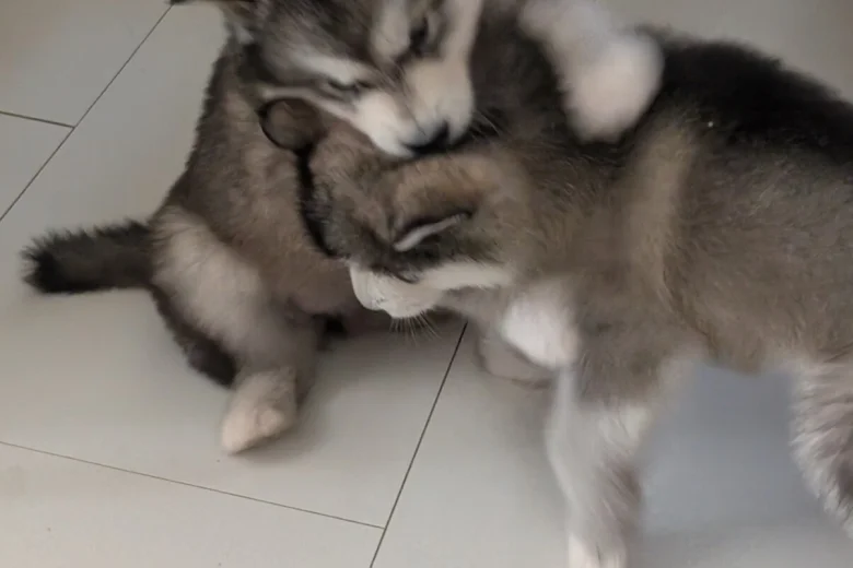 Alaskan Malamute