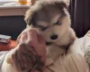 Alaskan Malamute