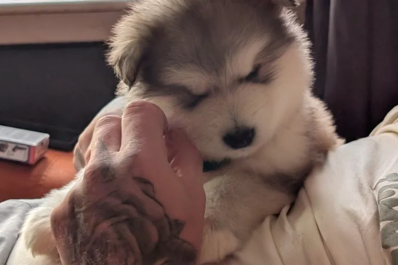 Alaskan Malamute