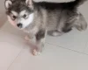 Alaskan Malamute