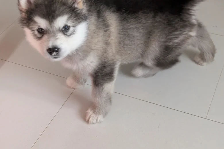 Alaskan Malamute