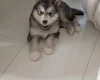 Alaskan Malamute