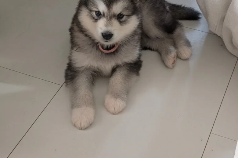 Alaskan Malamute