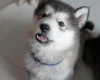 Alaskan Malamute
