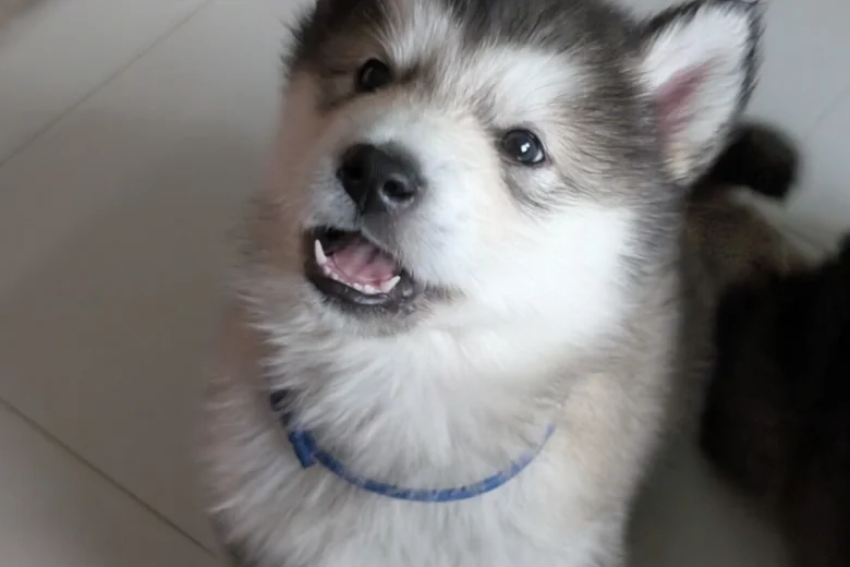 Alaskan Malamute